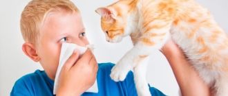 Аллергия у ребенка на животное