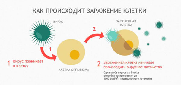 Схема как распространяется вирус герпеса