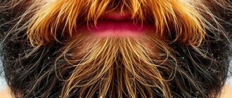 Beard Care 101: Healthy Skin Underneath